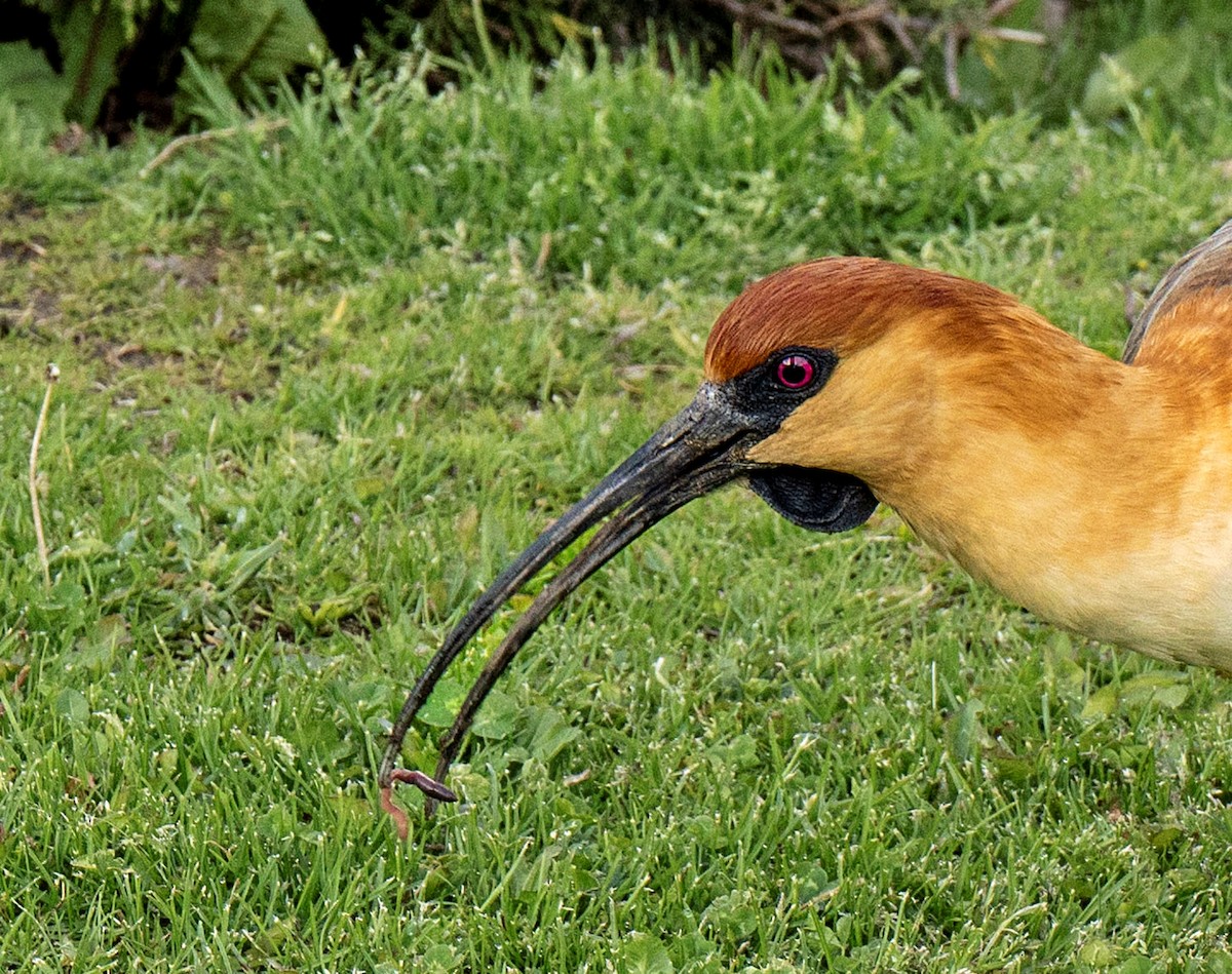 Black-faced Ibis - ML629770374