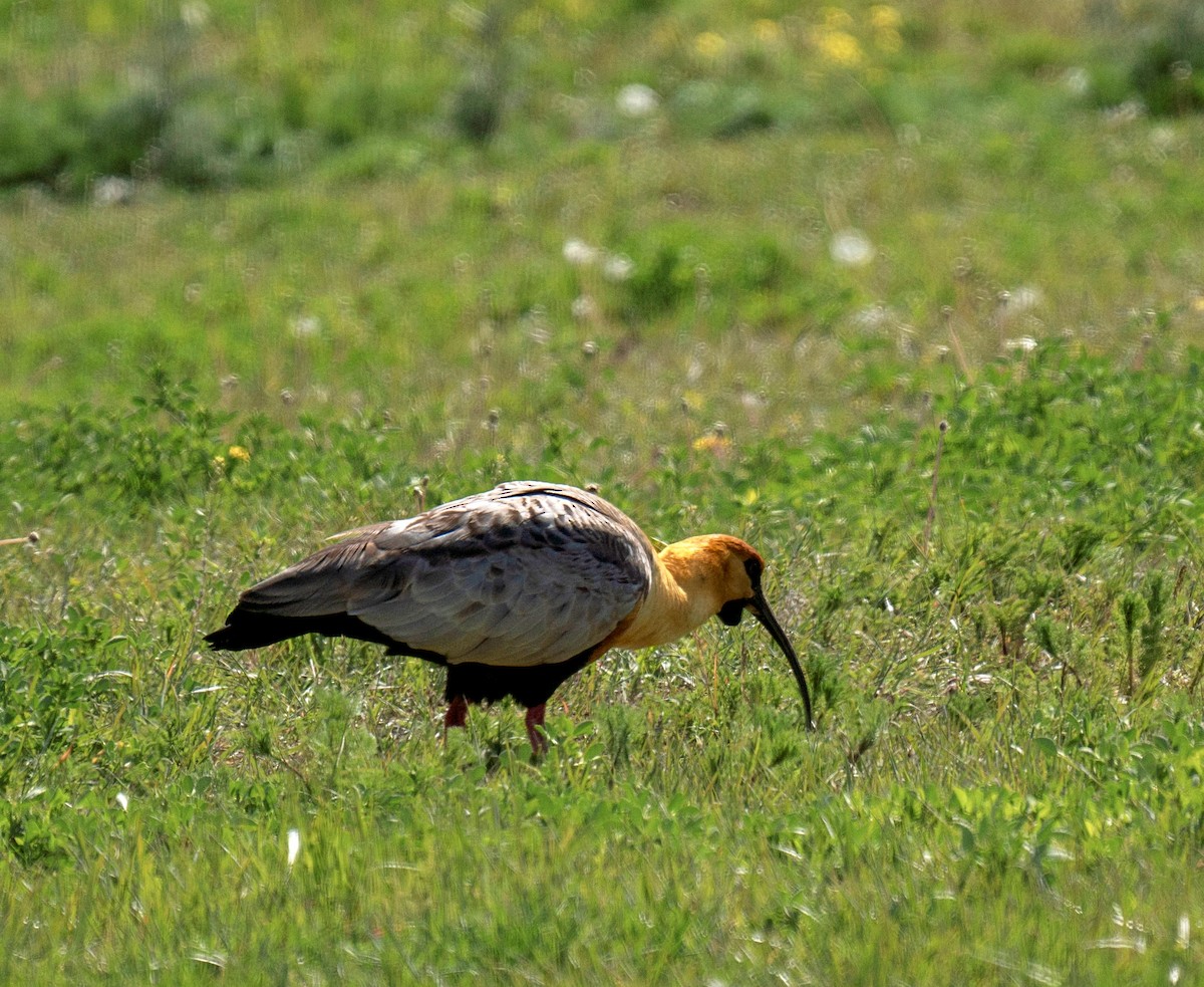 Black-faced Ibis - ML629770375
