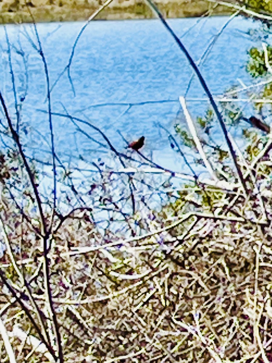 Painted Bunting - ML629770416