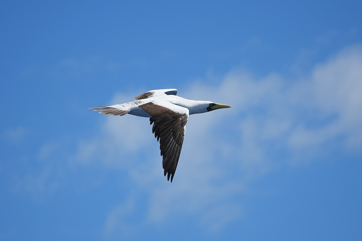 Masked Booby - ML629770636