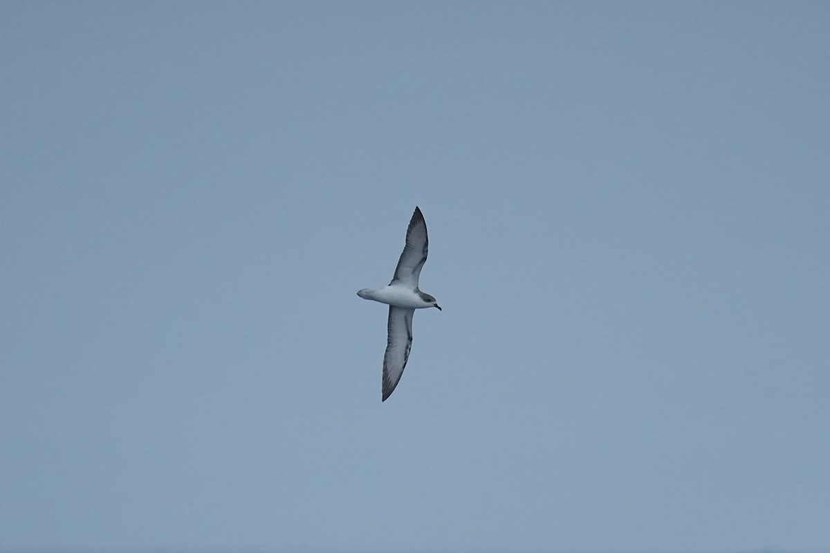 Cook's Petrel - ML629770672
