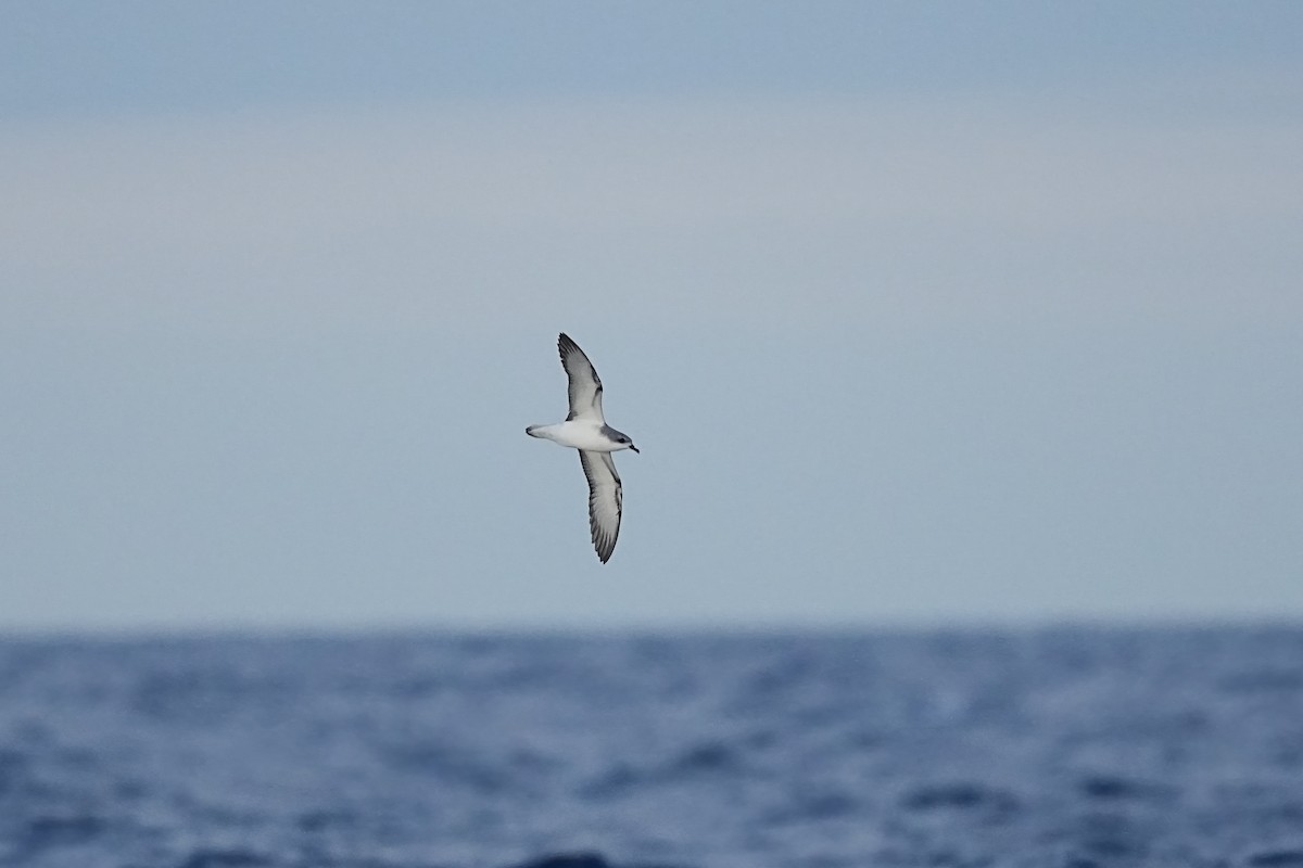 Cook's Petrel - ML629770743