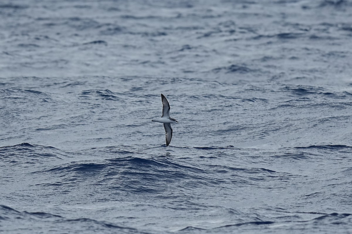 Cook's Petrel - ML629770744