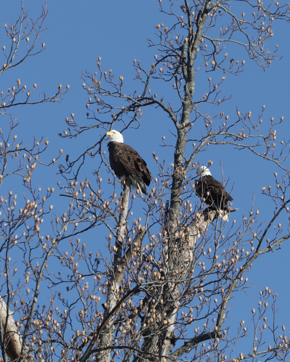 Bald Eagle - ML629770746