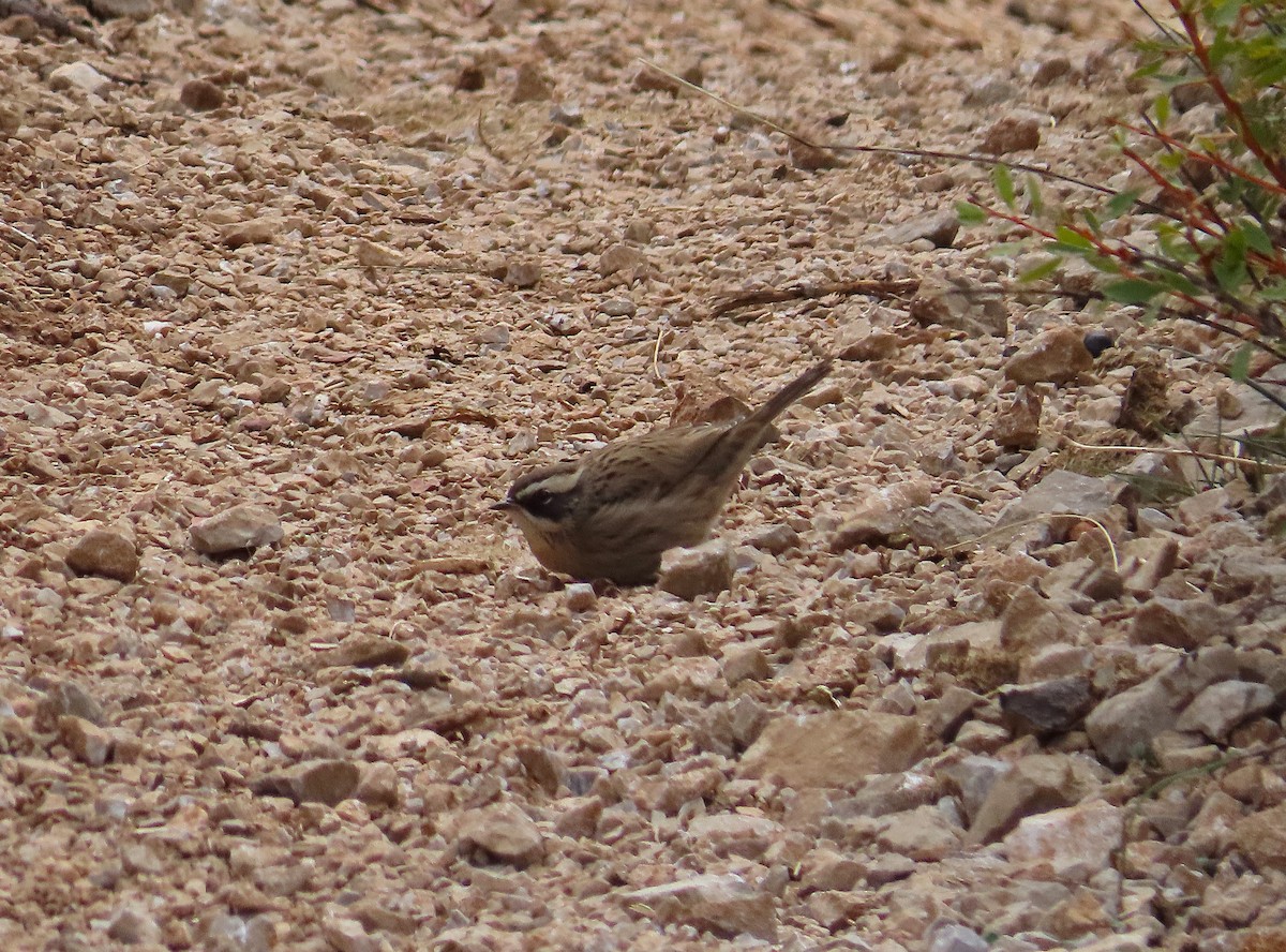 Steinbraunelle (ocularis) - ML629770835