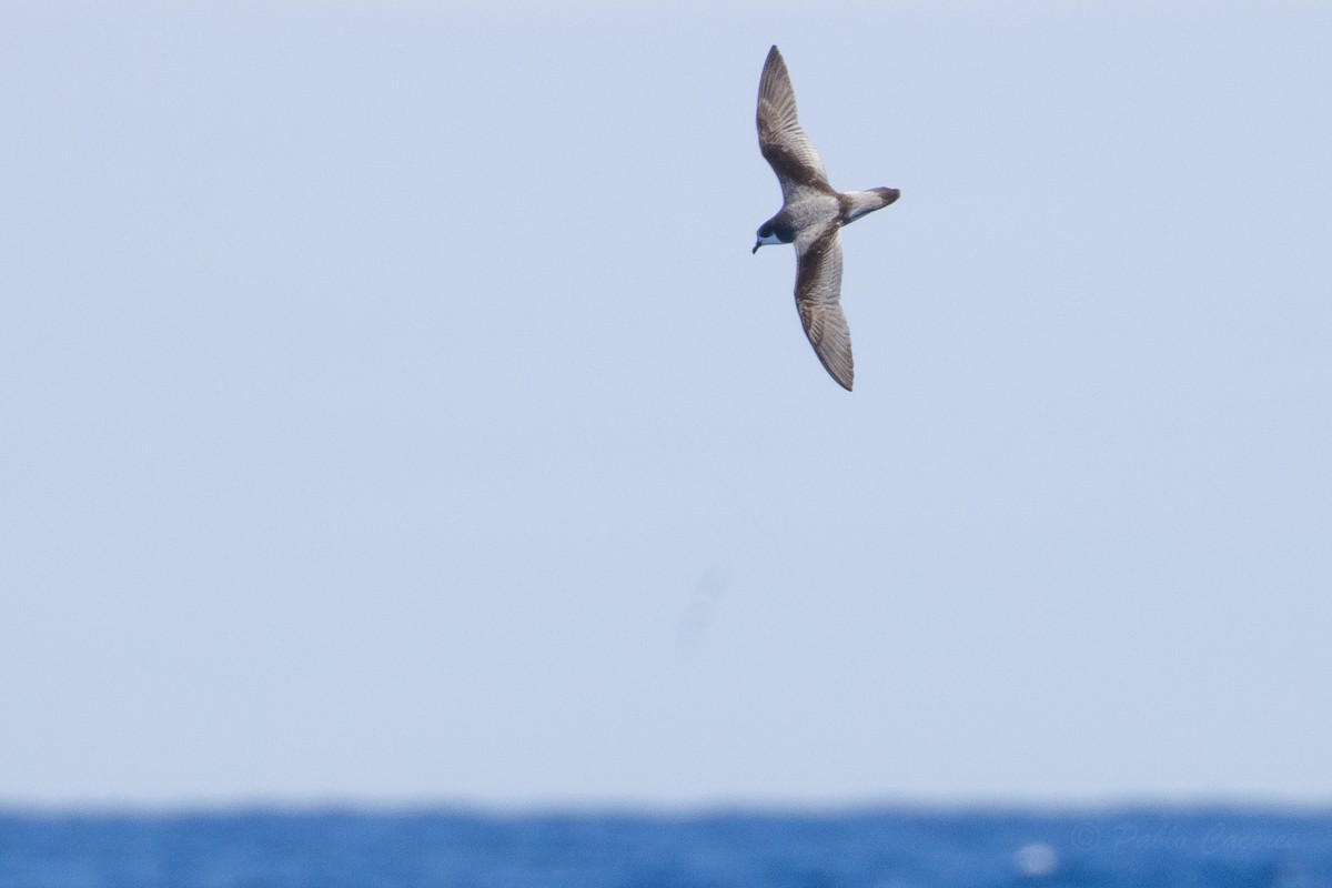Stejneger's Petrel - ML629770930