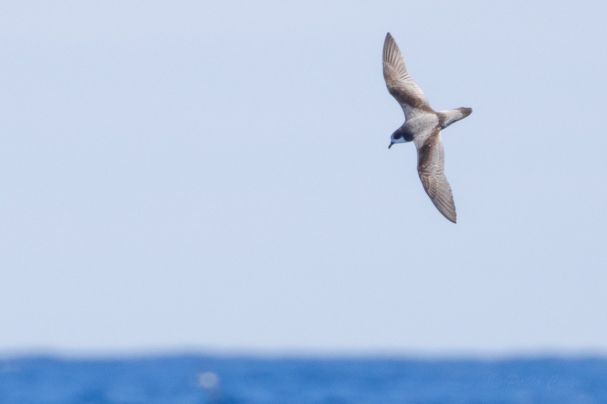 Stejneger's Petrel - ML629770931