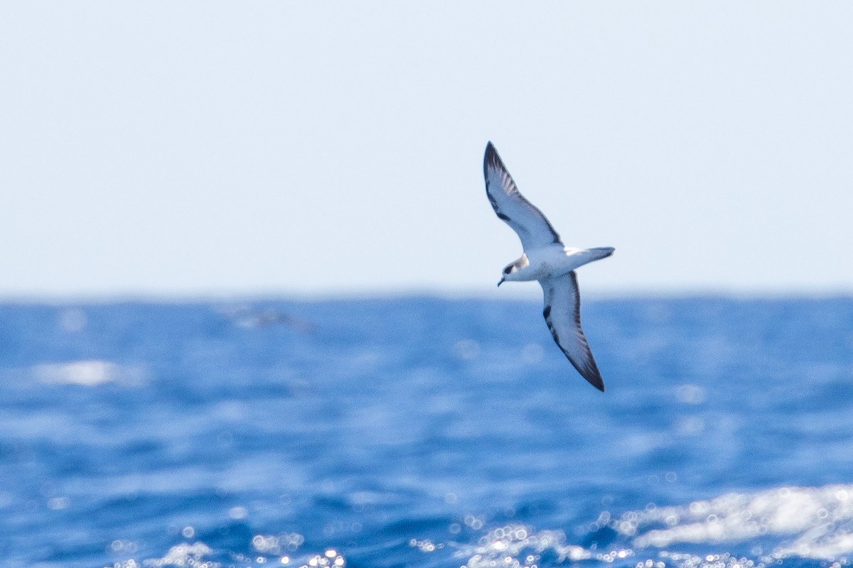 Stejneger's Petrel - ML629770956