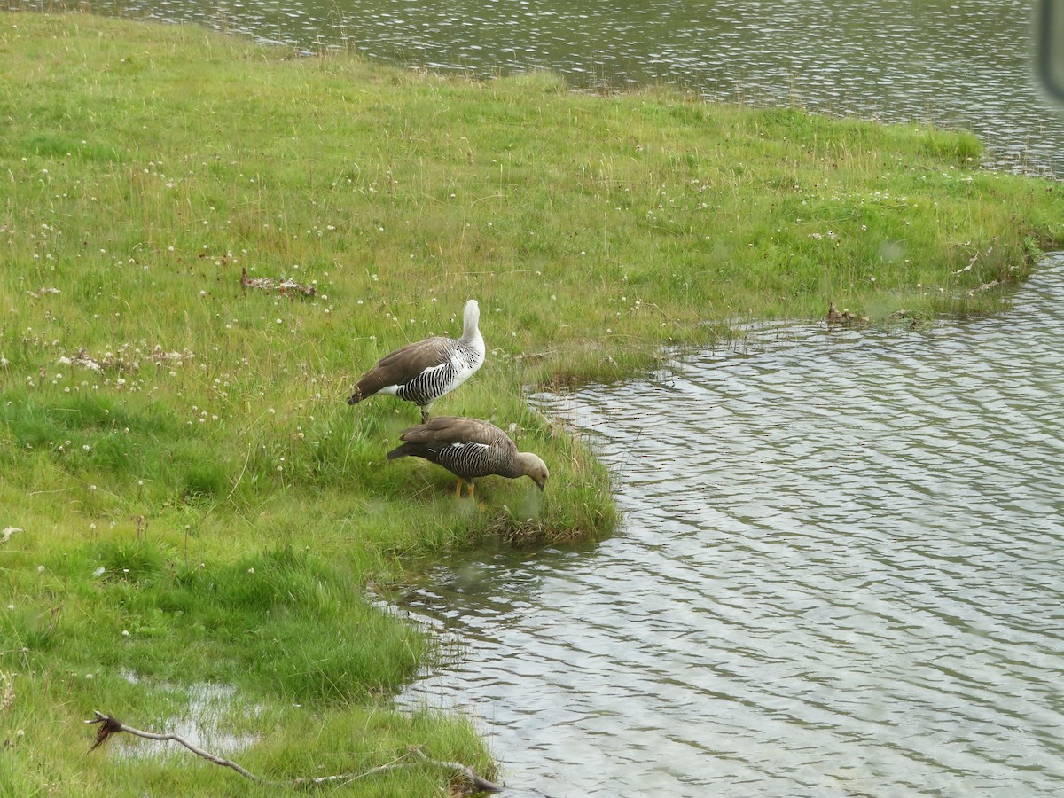 Upland Goose - ML629770975