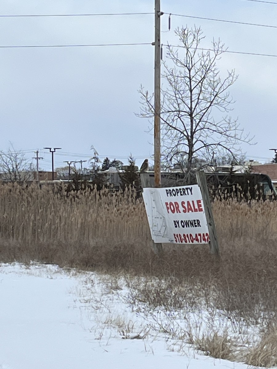 Red-shouldered Hawk - ML629770977