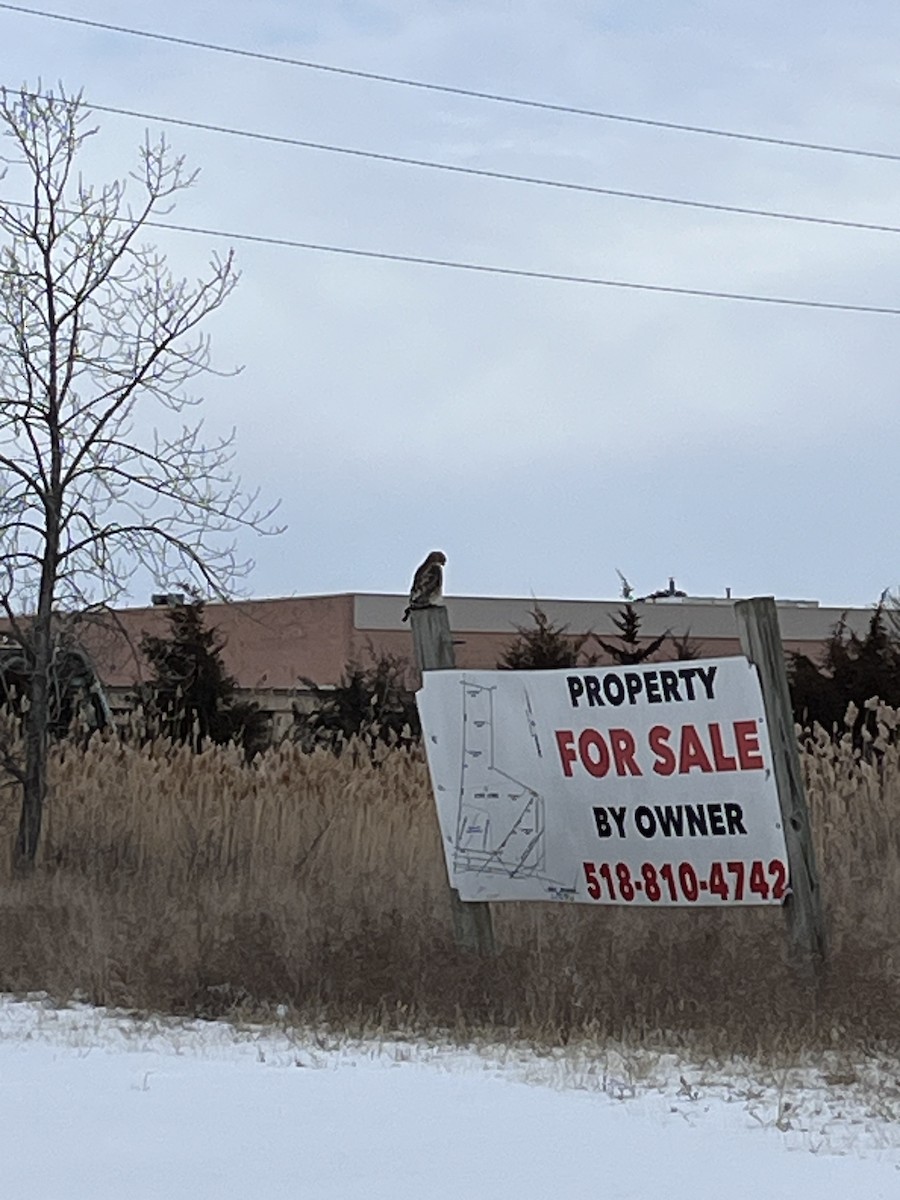 Red-shouldered Hawk - ML629770978