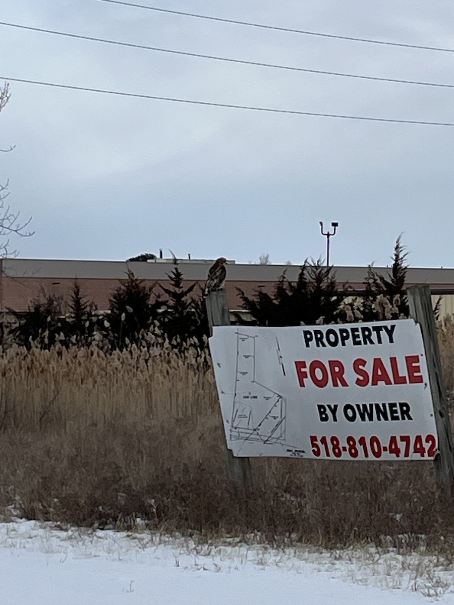 Red-shouldered Hawk - ML629770979