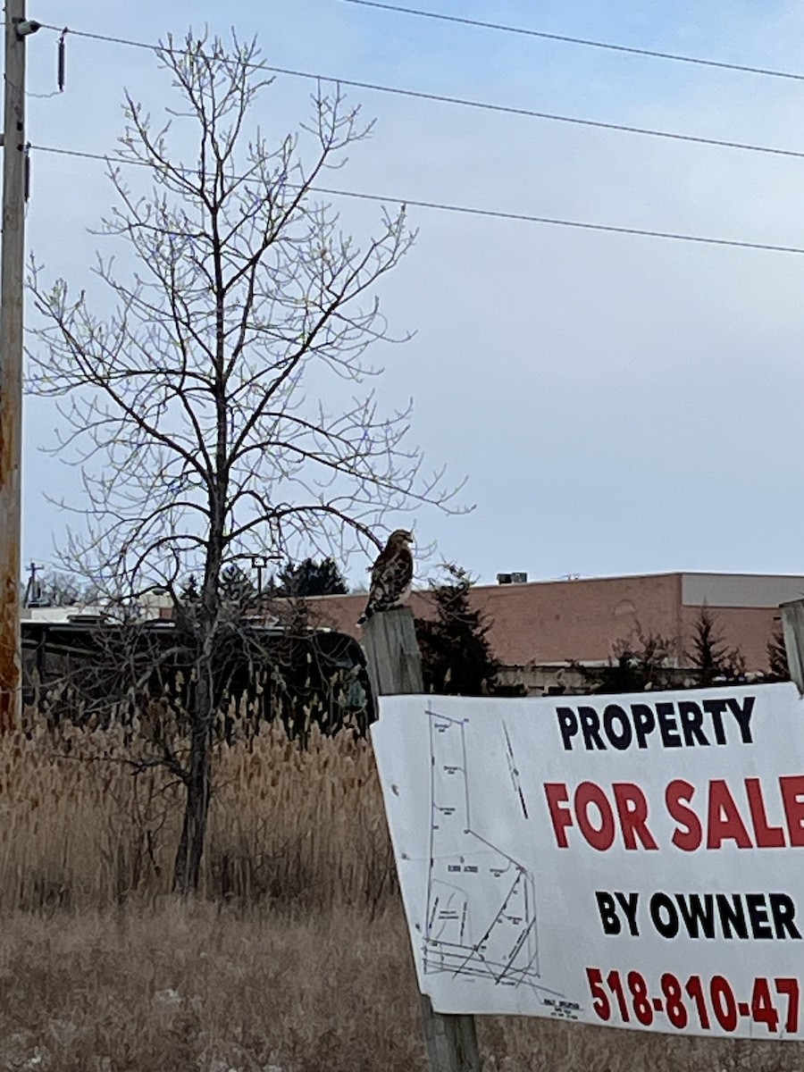 Red-shouldered Hawk - ML629770980