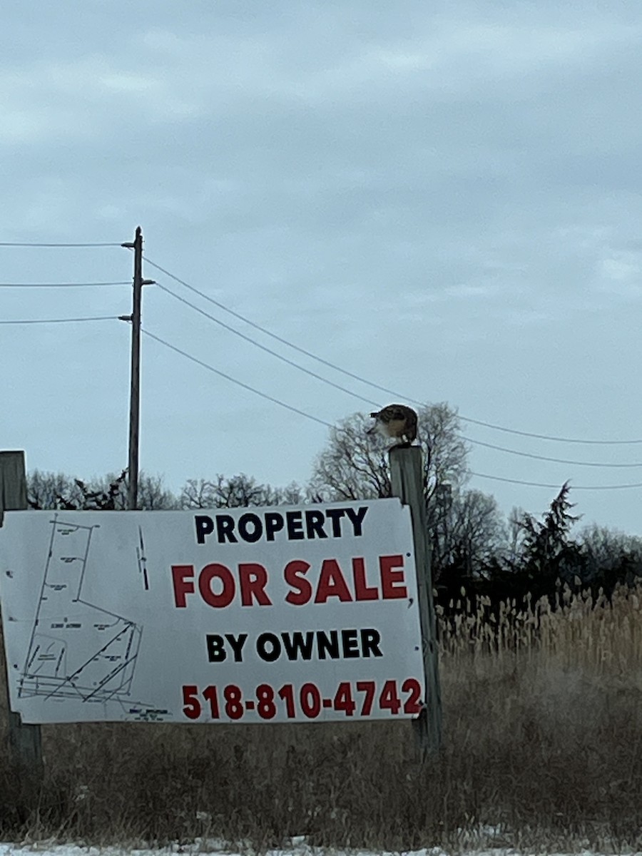 Red-shouldered Hawk - ML629770981