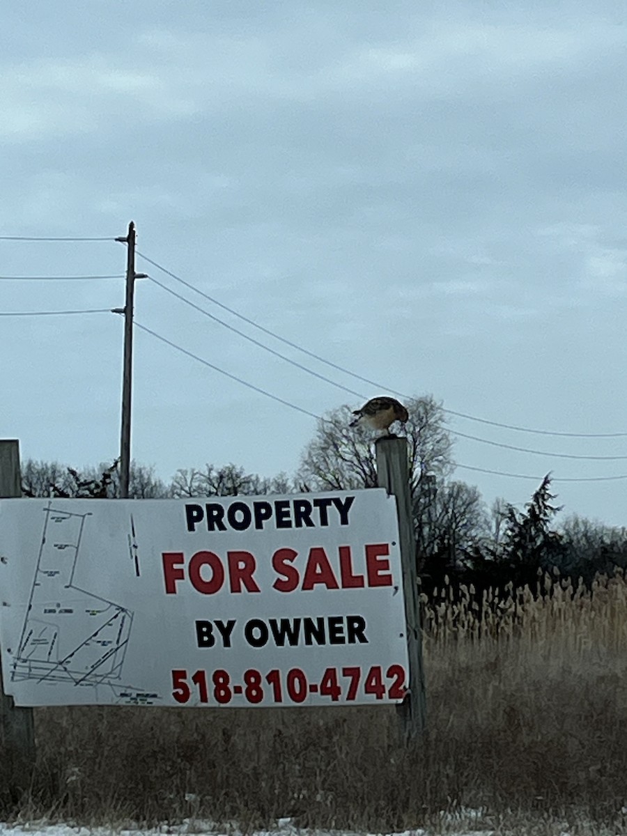 Red-shouldered Hawk - ML629770982