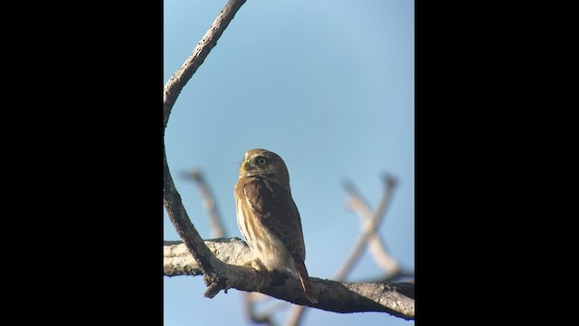 Ferruginous Pygmy-Owl - ML629771027