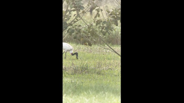 Jabiru d'Amérique - ML629771365