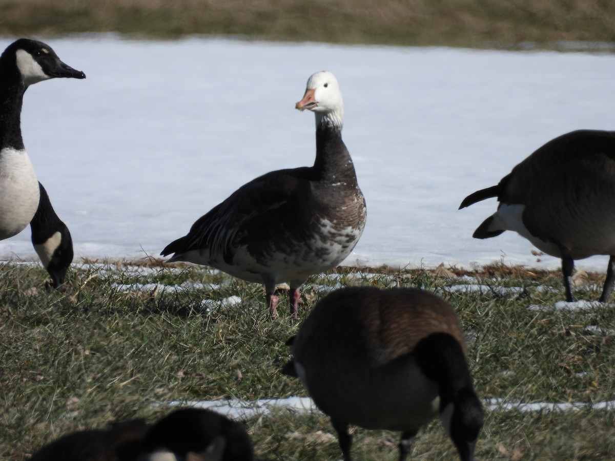 Oca delle nevi - ML629771615