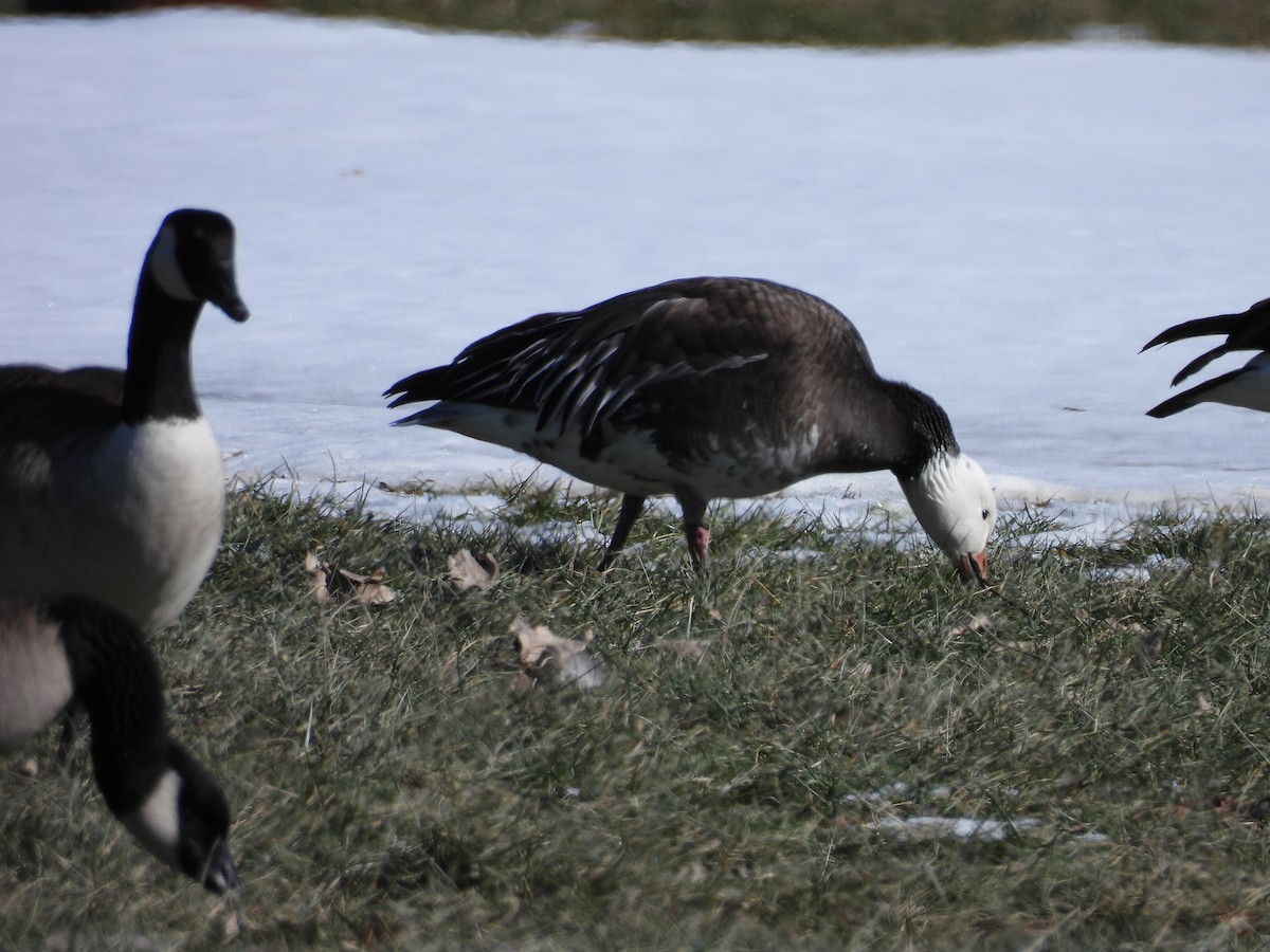 Oca delle nevi - ML629771616