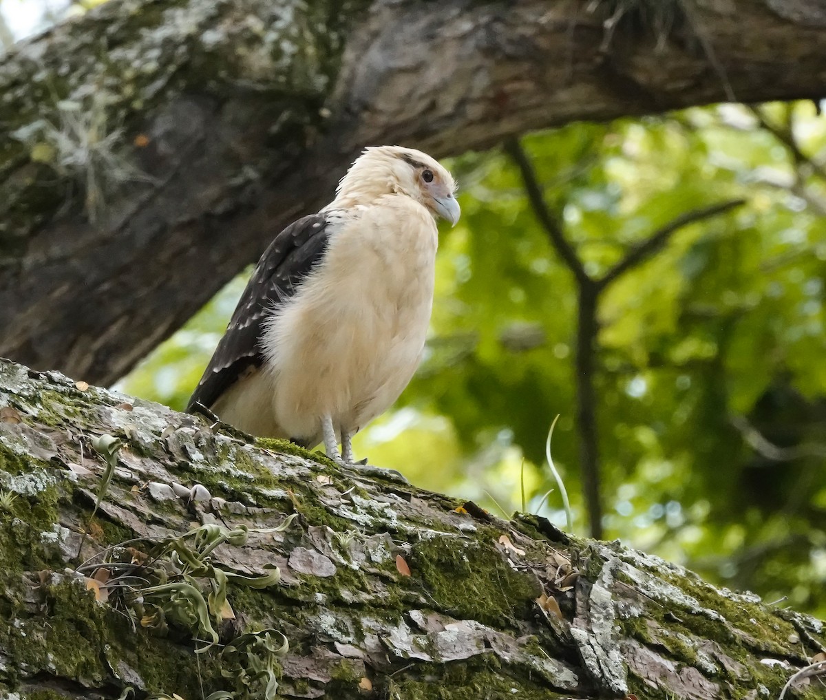 Yellow-headed Caracara - ML629772033