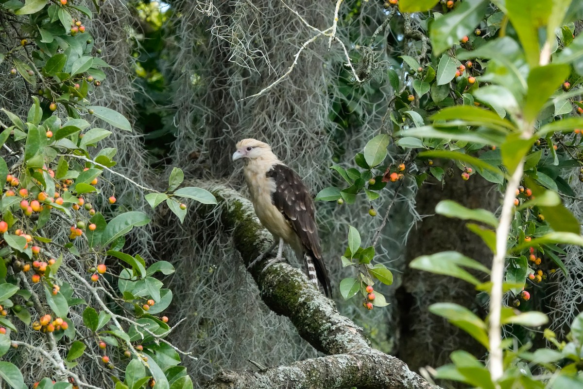 Yellow-headed Caracara - ML629772034