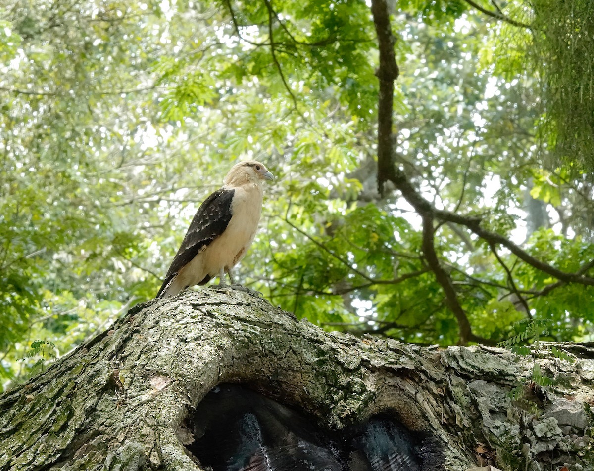 Yellow-headed Caracara - ML629772035