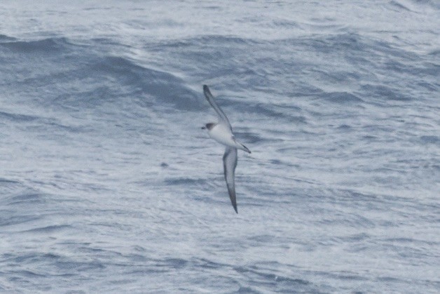 Barau's Petrel - ML629772069