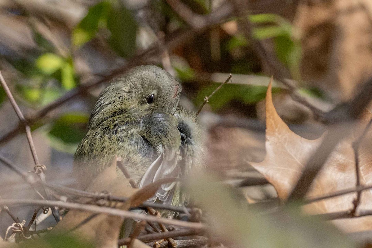 Ruby-crowned Kinglet - ML629772129
