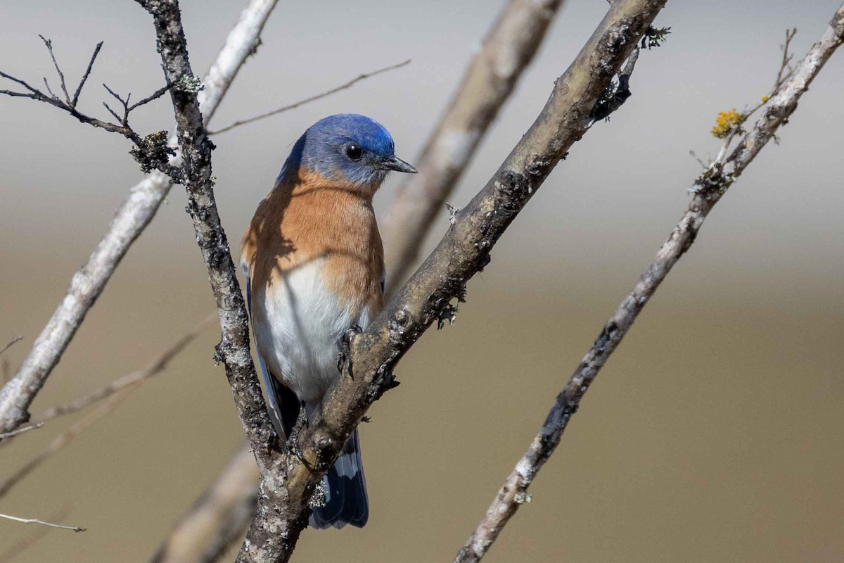 Eastern Bluebird - ML629772141