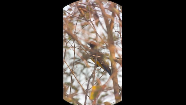 Black-headed Trogon - ML629772262