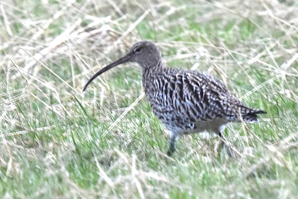 Eurasian Curlew - ML629772298
