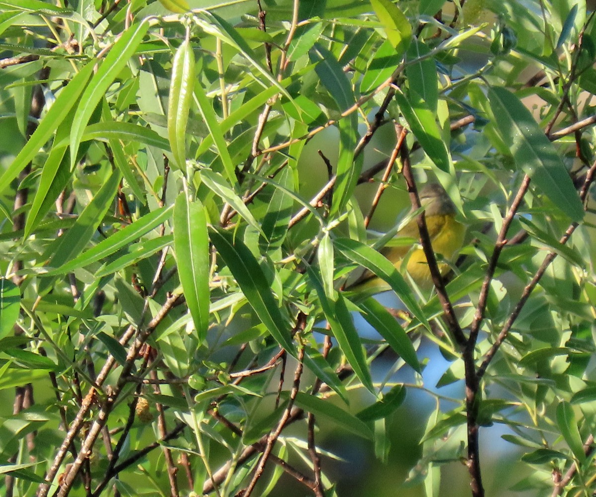 Nashville Warbler - ML629772406