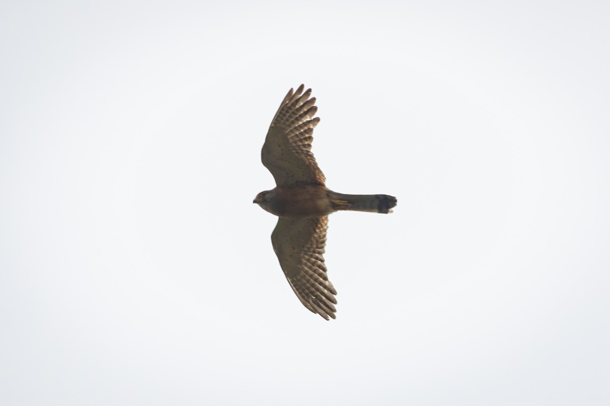 Rock Kestrel - ML629772540