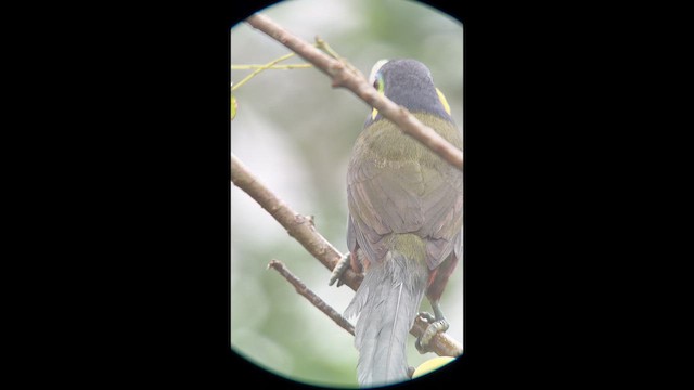Yellow-eared Toucanet - ML629772583