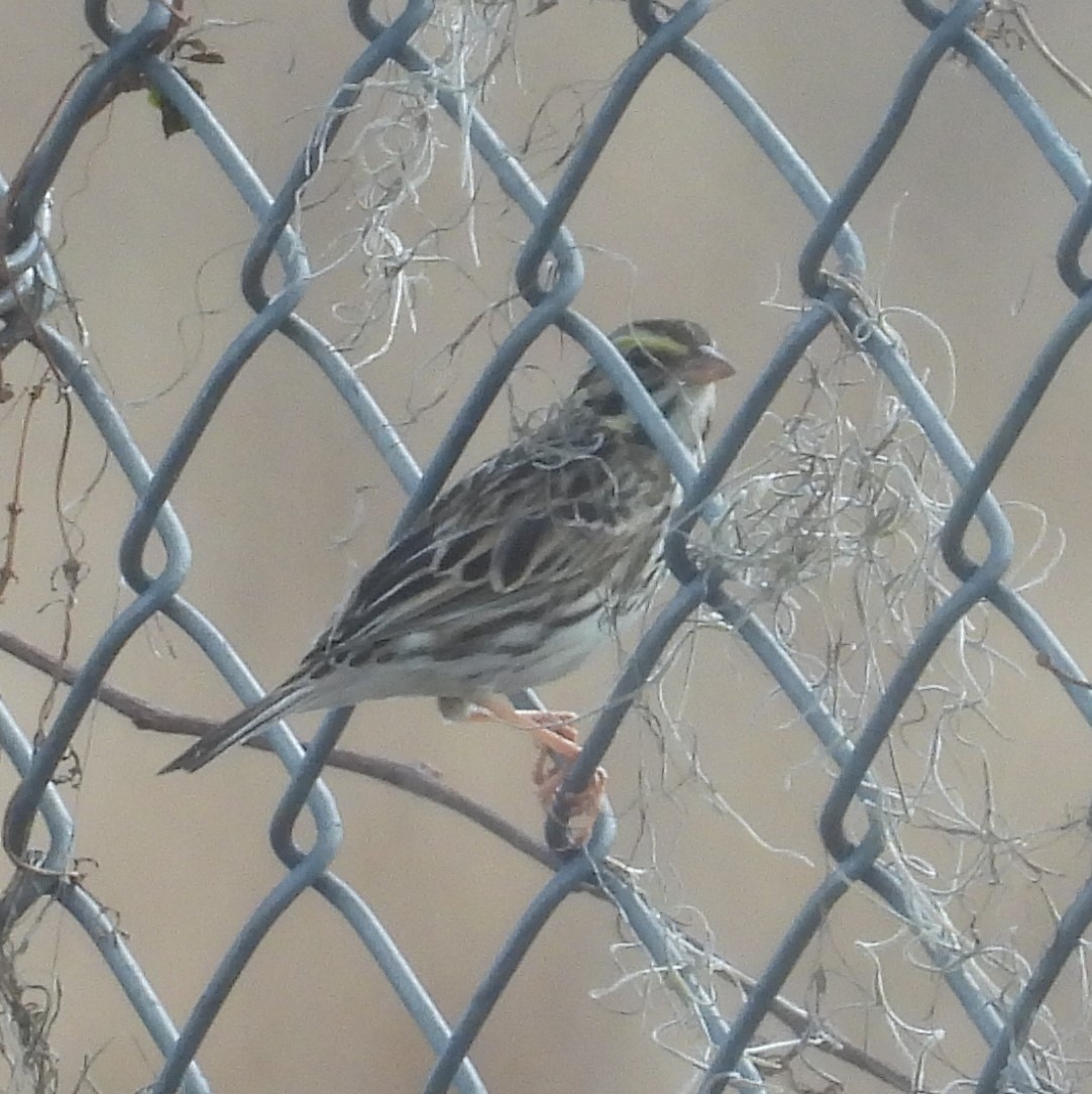 Savannah Sparrow - ML629772596