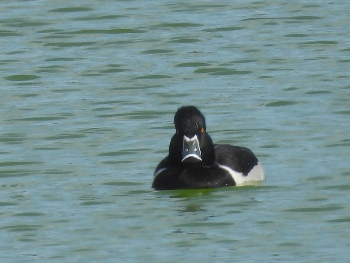 Ring-necked Duck - ML629772689