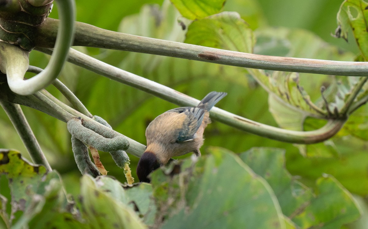 Lesser Antillean Tanager - ML629772738