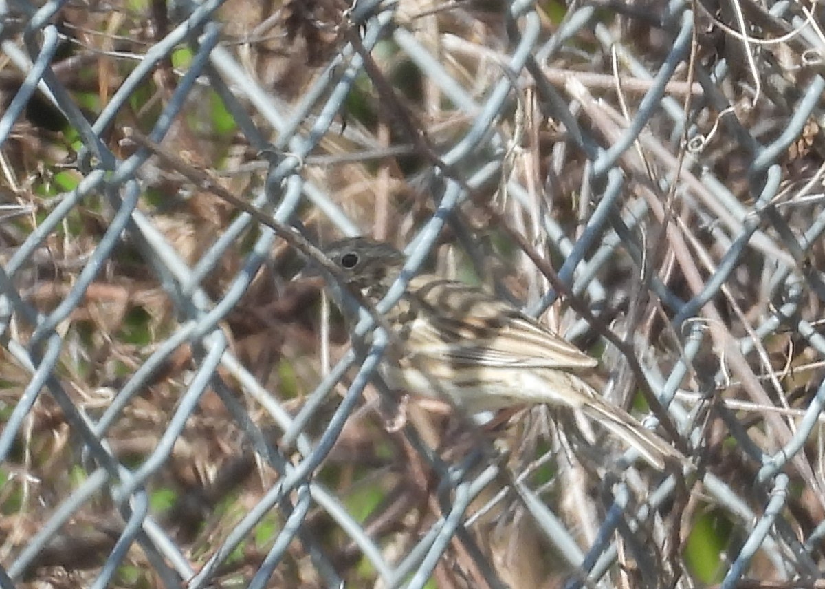 Vesper Sparrow - ML629772758