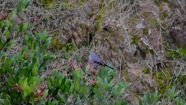 Townsend's Solitaire - ML629772786