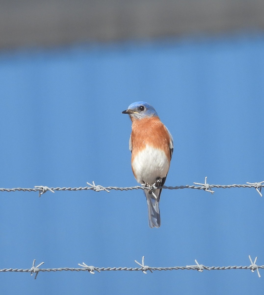 Eastern Bluebird - ML629772922