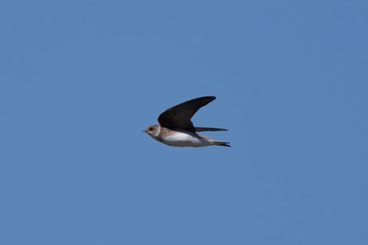 Pale Martin - ML629773021