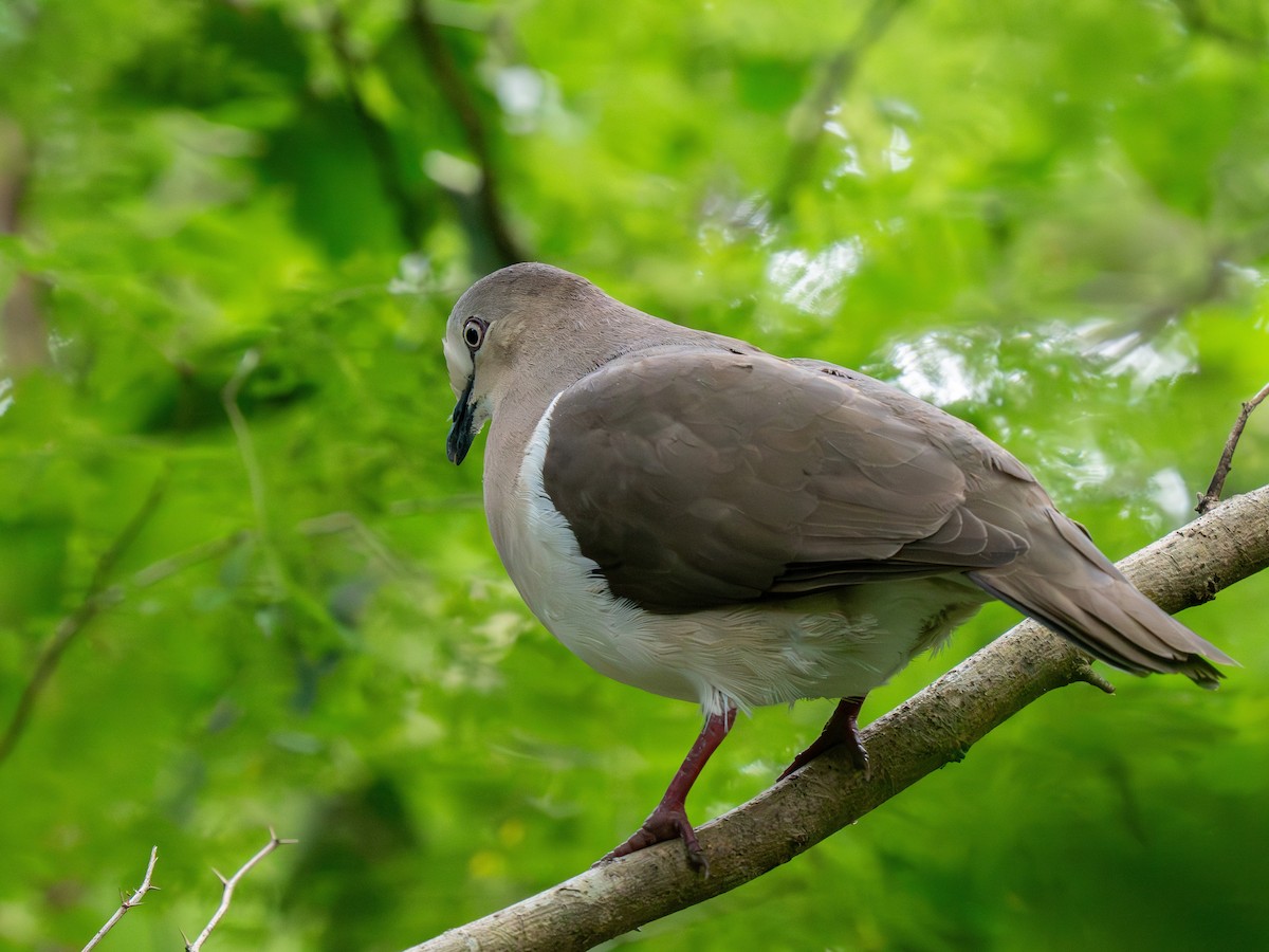 Grenada Dove - ML629773123