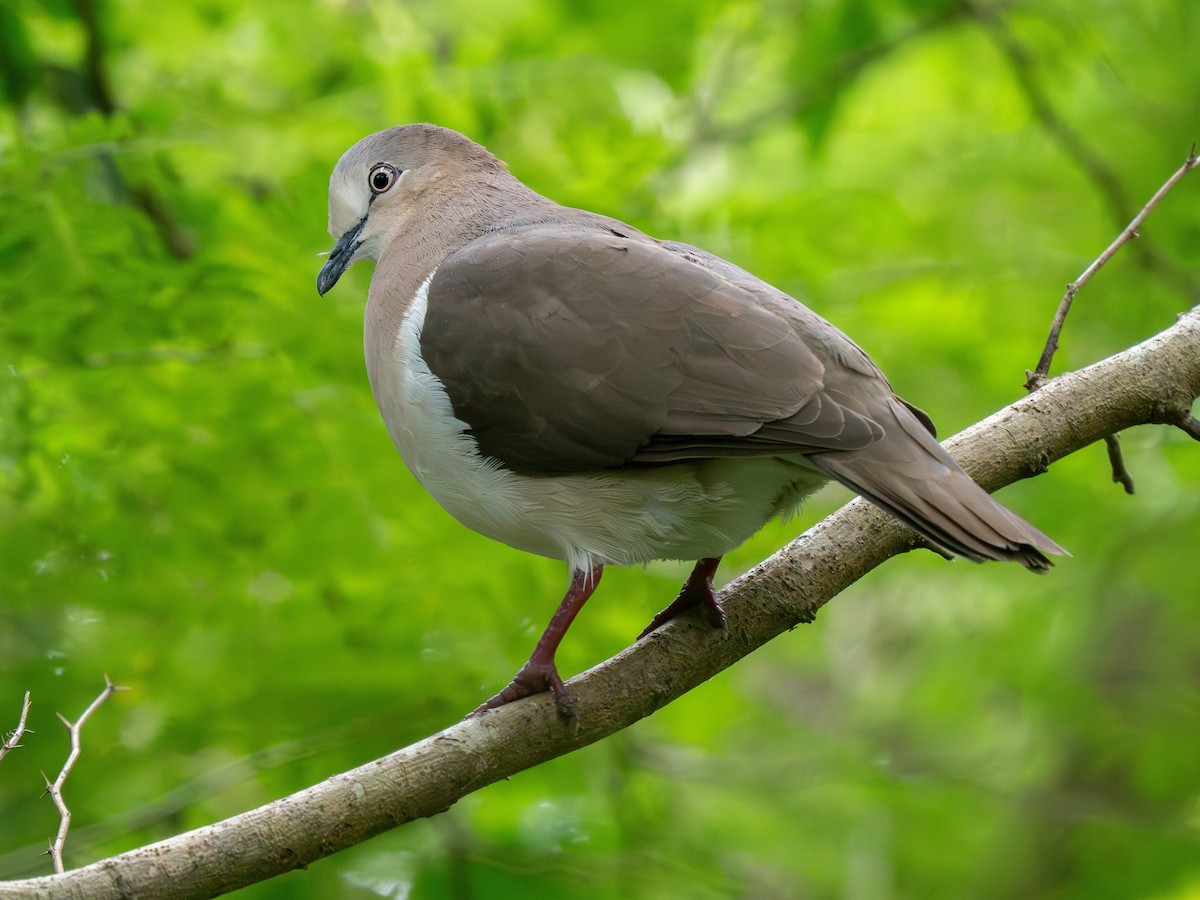 Grenada Dove - ML629773124