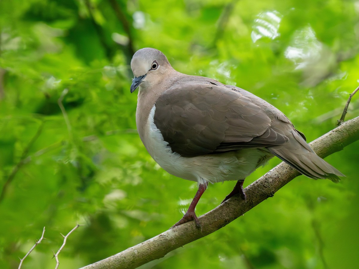 Grenada Dove - ML629773125