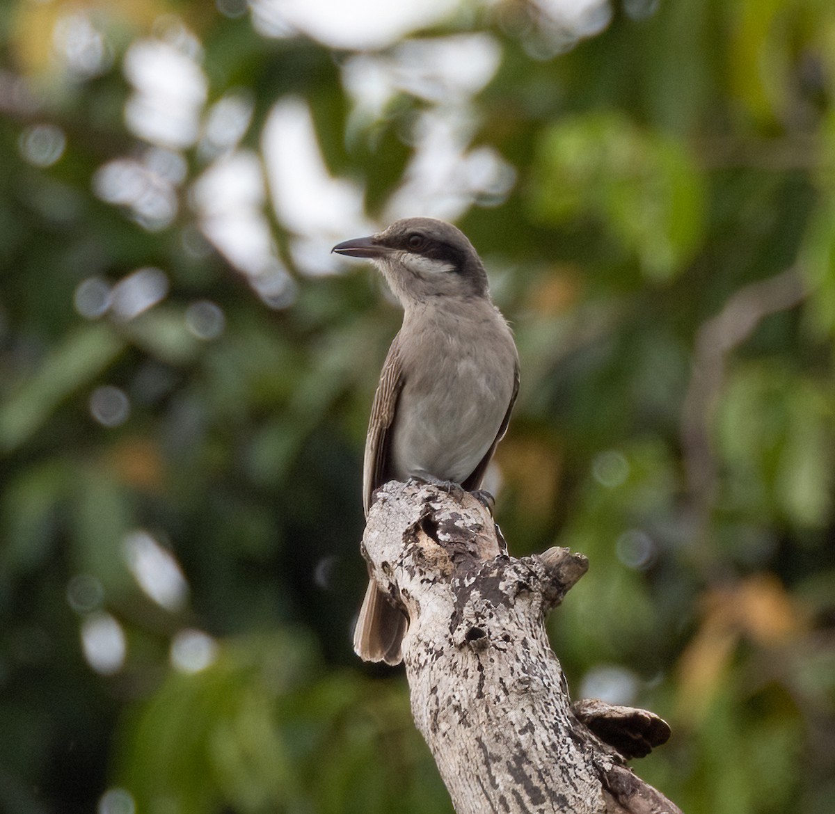 Large Woodshrike - ML629773397