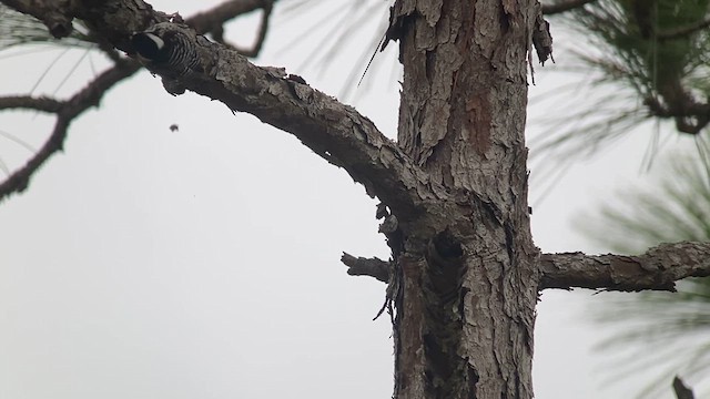 Red-cockaded Woodpecker - ML629773561