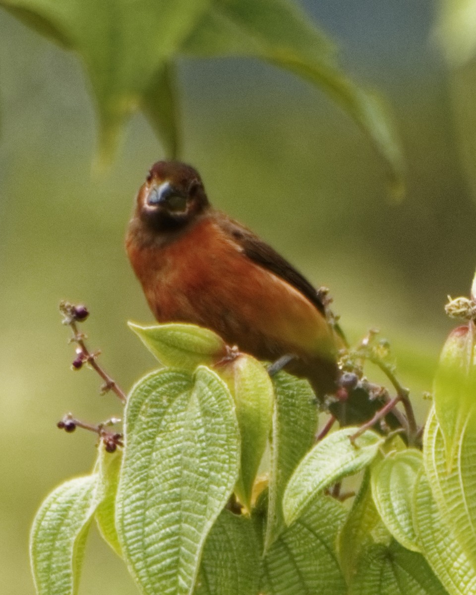 Silver-beaked Tanager - ML629773565
