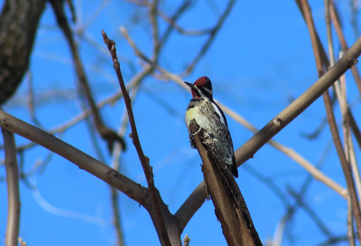 Yellow-bellied Sapsucker - ML629773700