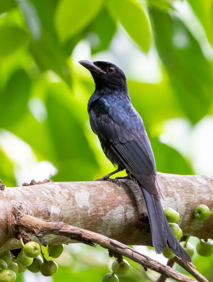 Crow-billed Drongo - ML629773736
