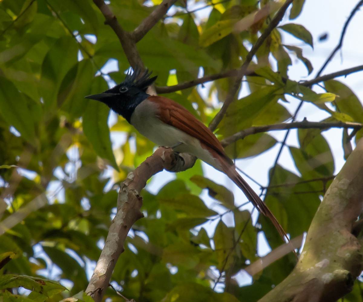 Indian Paradise-Flycatcher - ML629773884